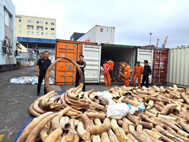 Hải quan Hải Phòng bắt giữ khoảng 7 tấn ngà voi nhập lậu
